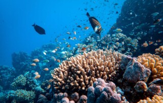4 Reasons to Visit the Great Barrier Reef: Biodiversity, Snorkeling & More - Frayed Passport