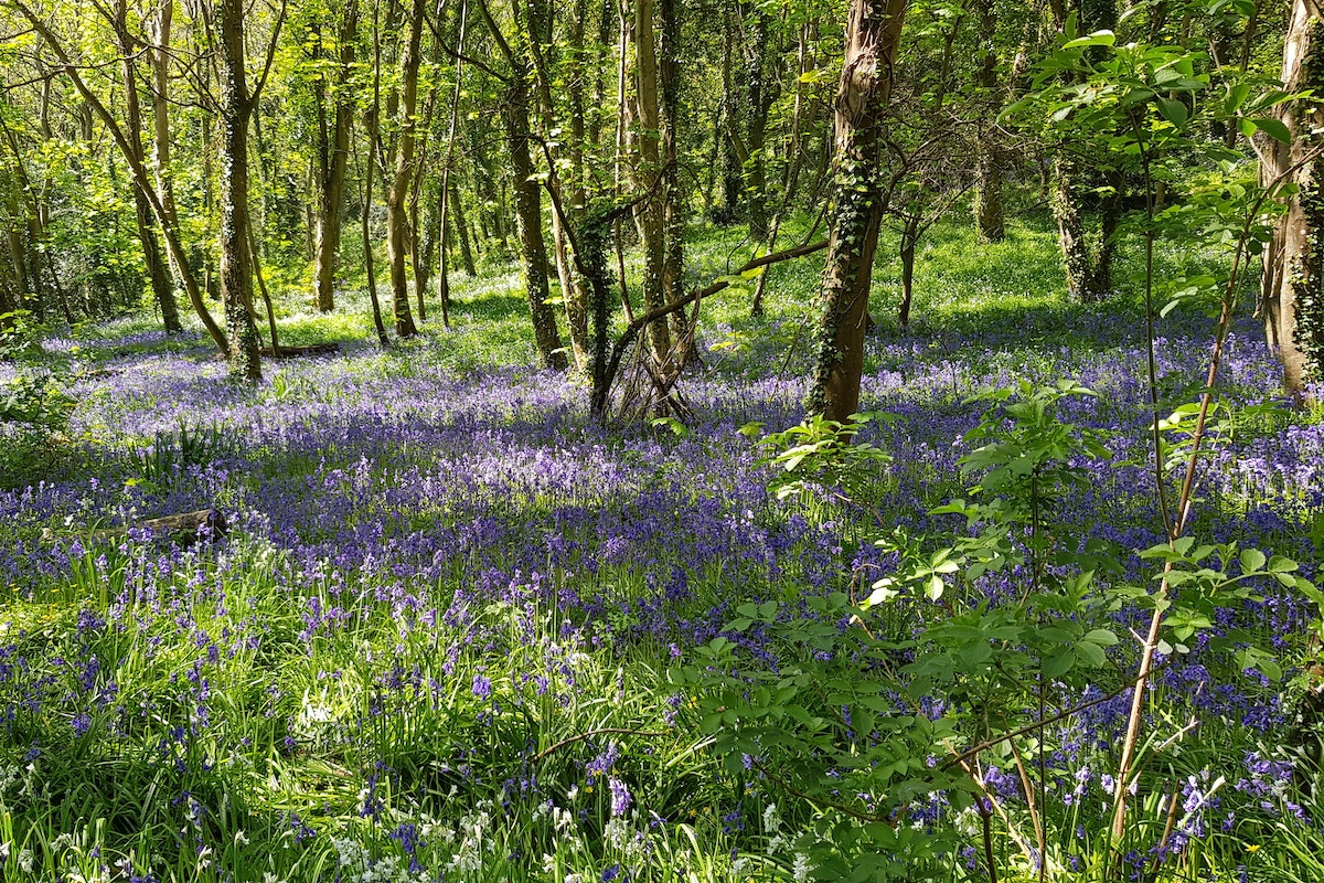 A Walking Tour of Guernsey: Bluebell Woods, Fermain Bay, Jerbourg Point & More - Frayed Passport