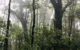 La Ceiba, Honduras: Cloud Forests and Waterfalls - Frayed Passport
