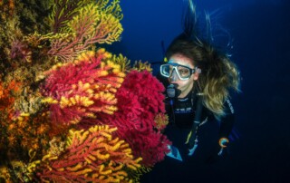 6 Places to Get Scuba Certification Around the World: Australia, Egypt, Belize & More - Frayed Passport