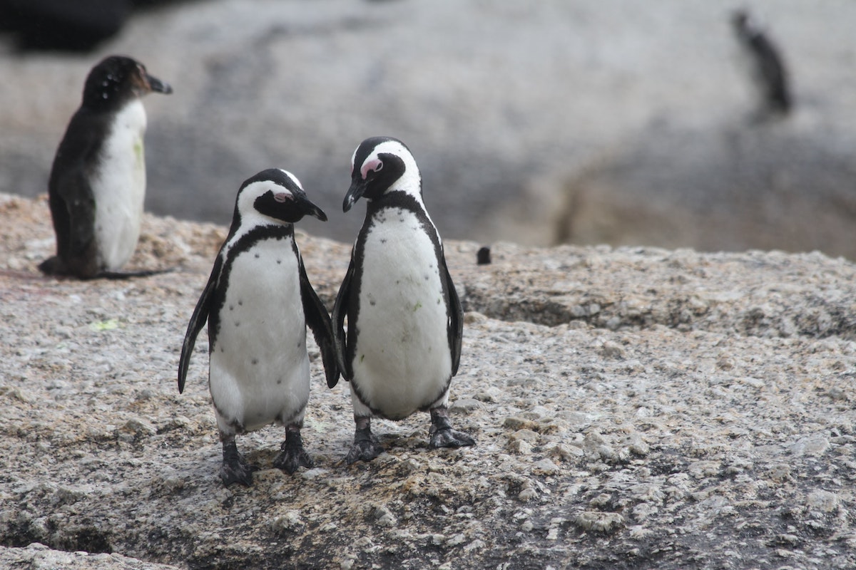Where to See Penguins in South Africa: 6 Birdwatching Destinations - Frayed Passport