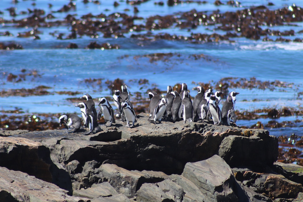 Where to see penguins in South Africa - Robben Island - Frayed Passport