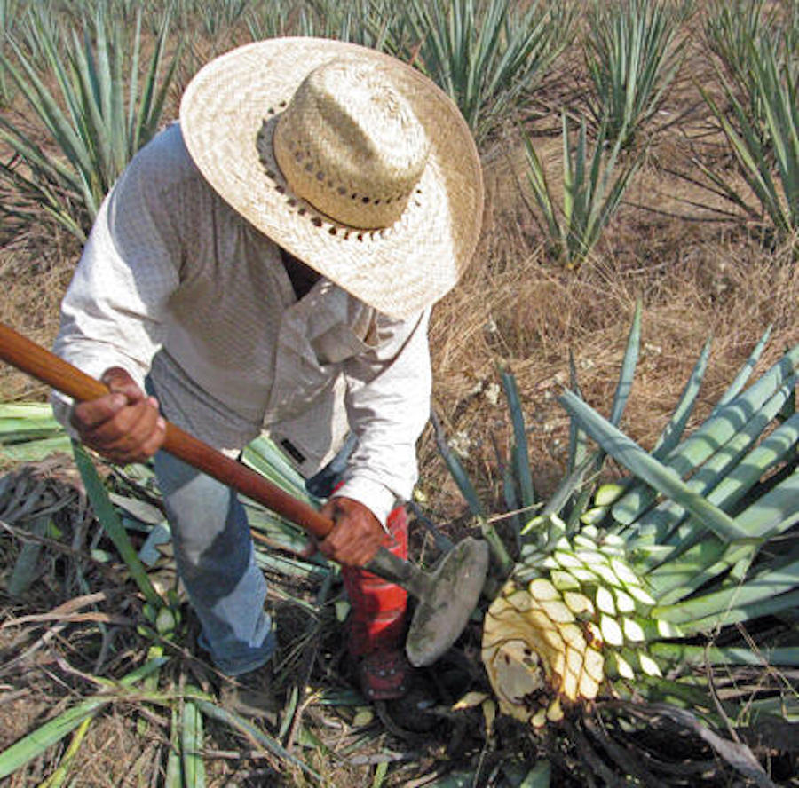 Why Millionaires are Flocking to Mexico - A Jimador in the agave fields harvesting for tequila production - Frayed Passport