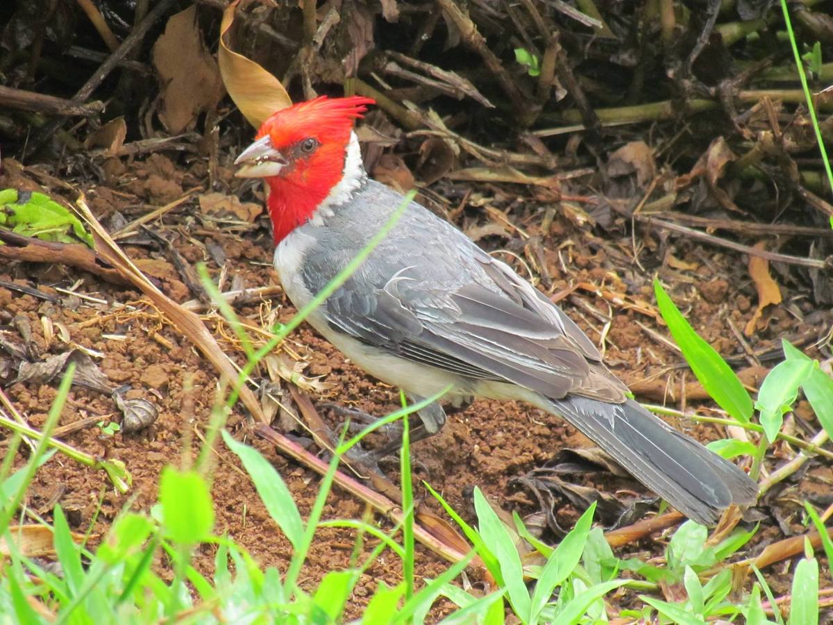 Kauai - A Hawaiian Gem - More than Just a Garden Isle - Frayed Passport - Red Crested Cardinal