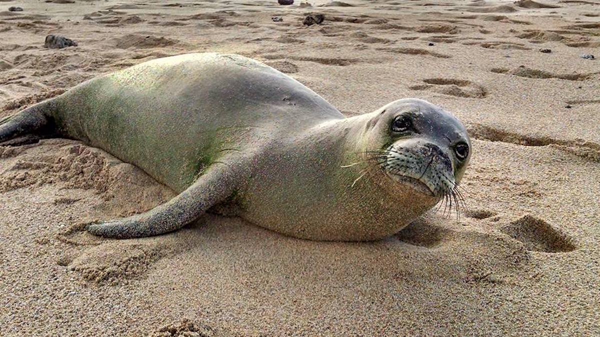 Kauai - A Hawaiian Gem - More than Just a Garden Isle - Frayed Passport - Hawaiian Monk Seal