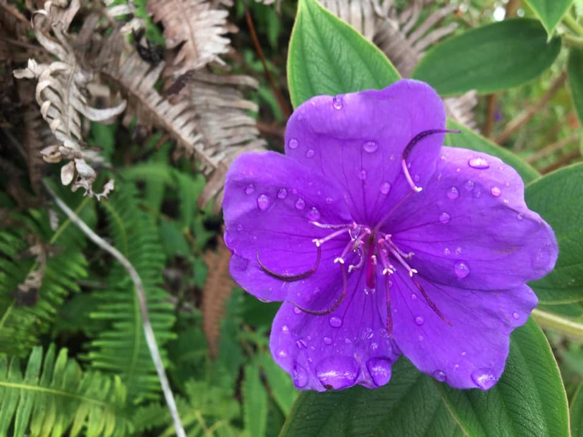 Kauai - A Hawaiian Gem - More than Just a Garden Isle - Frayed Passport - Purple Flower