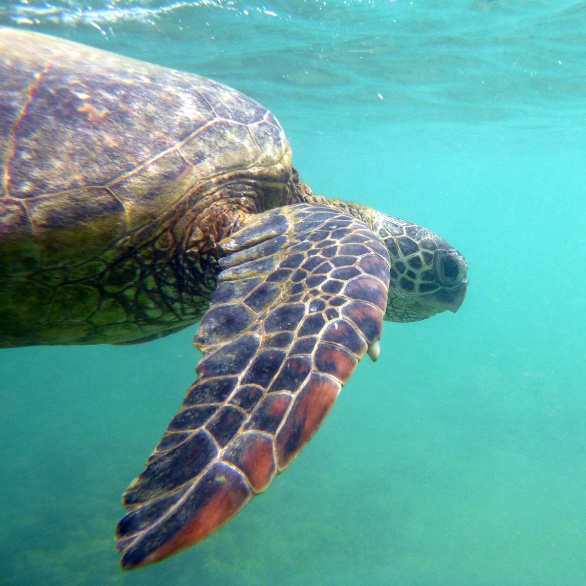 Kauai - A Hawaiian Gem - More than Just a Garden Isle - Frayed Passport - Sea Turtle