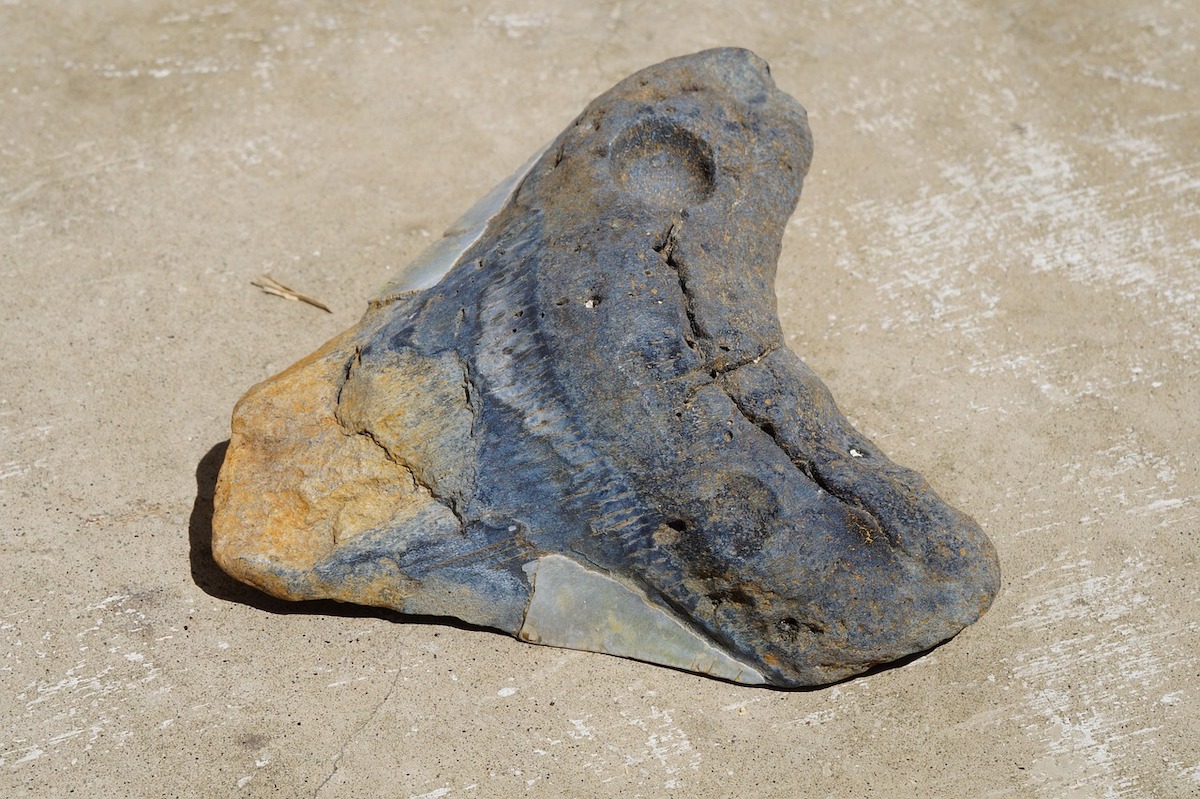 Dive into the Past: Hunting for Megalodon Teeth in the Gulf Coast - Frayed Passport