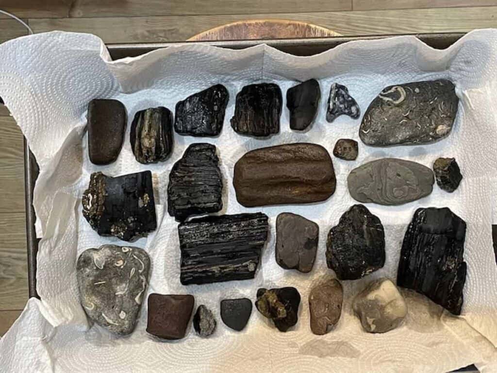 A Day on Dinosaur Island! Finding Fossils on the Isle of Wight - Frayed Passport