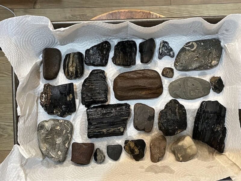 A Day on Dinosaur Island! Finding Fossils on the Isle of Wight