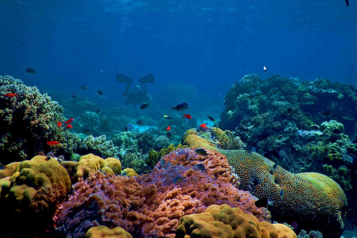 Must-visit coral reefs for your next underwater adventure - Frayed Passport
