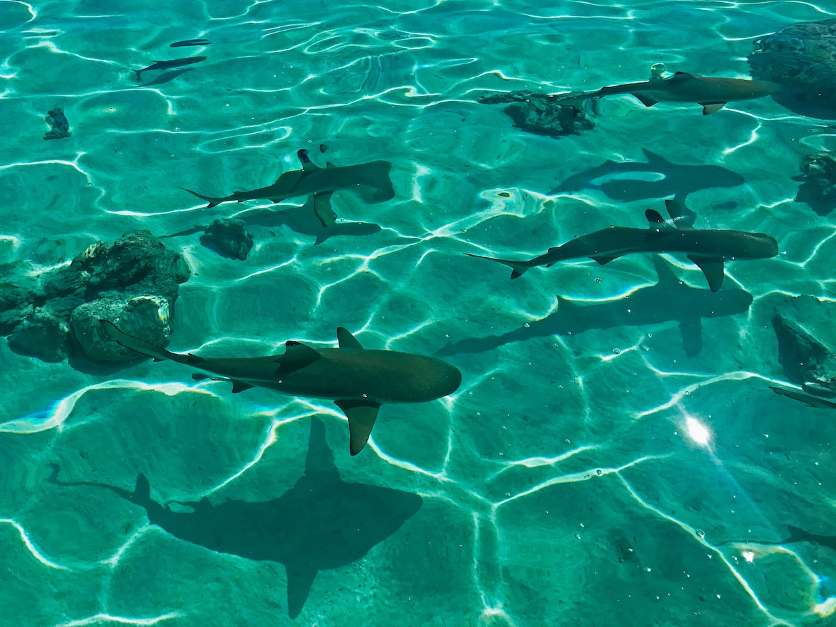 Must-visit coral reefs for your next underwater adventure - Bora Bora - Frayed Passport
