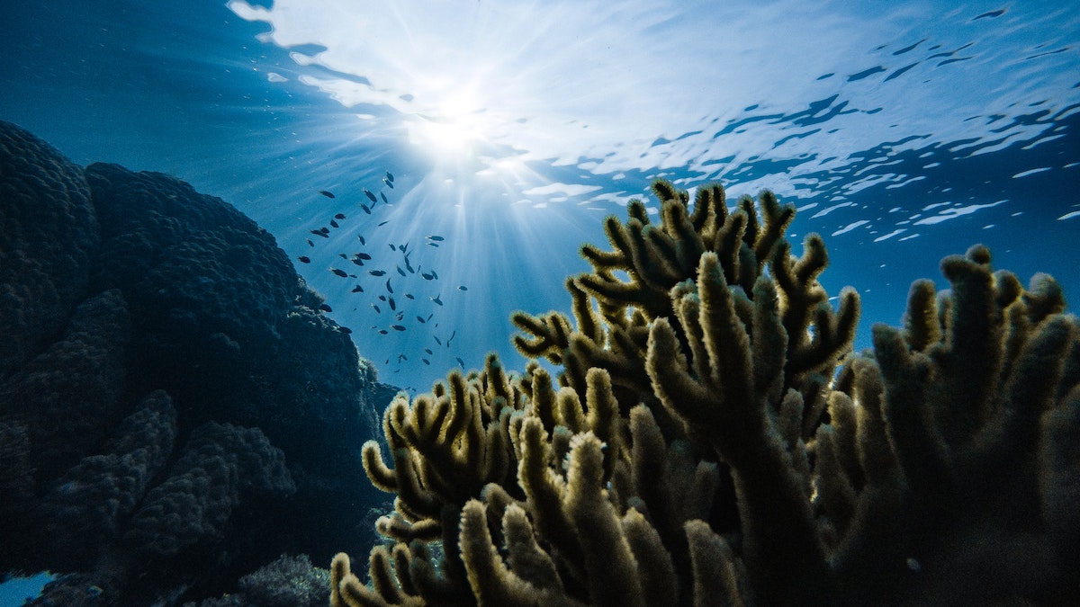 Must-visit coral reefs for your next underwater adventure - Micronesia - Frayed Passport