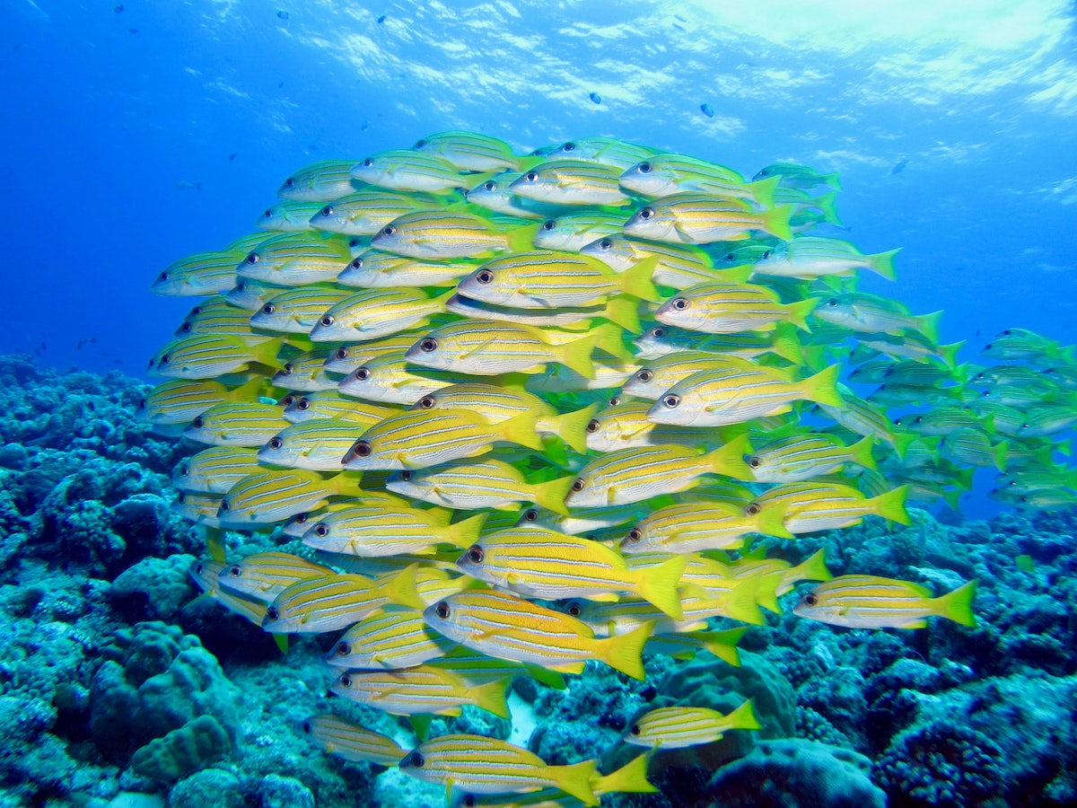 Must-visit coral reefs for your next underwater adventure - Palau - Frayed Passport