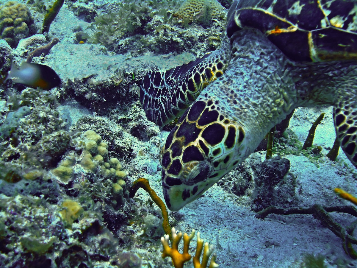 Must-visit coral reefs for your next underwater adventure - Solomon Islands - Frayed Passport