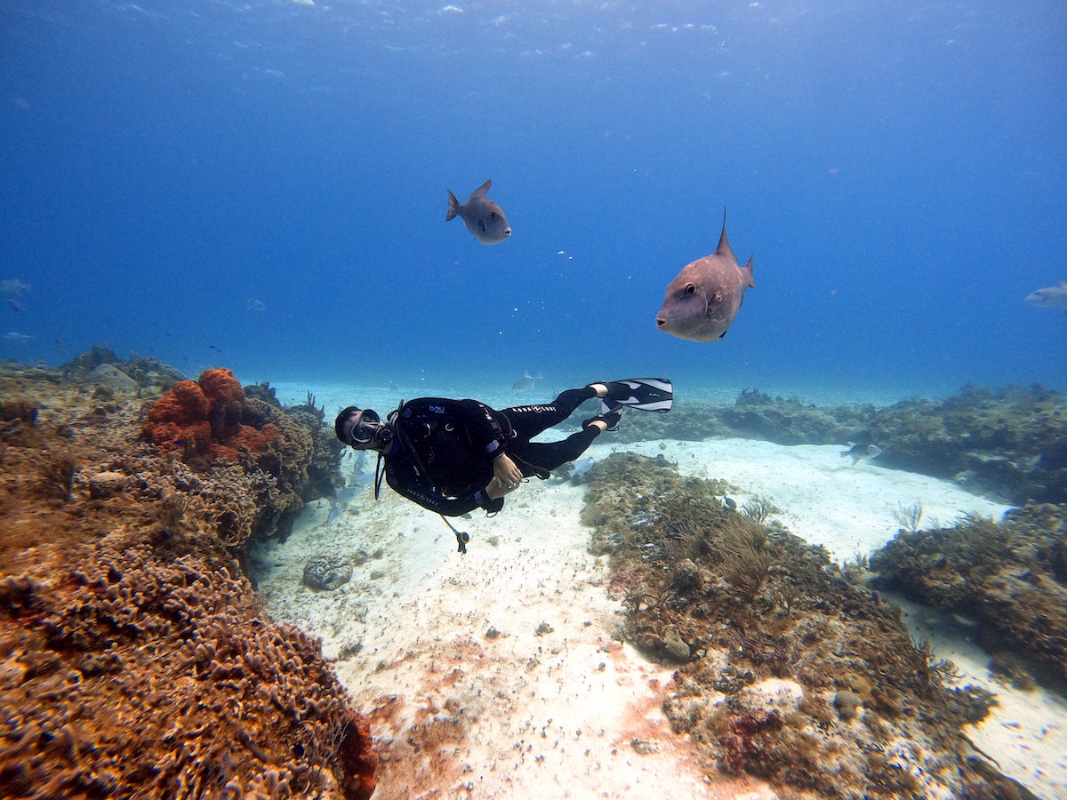 Mayan Riviera Scuba Diving: Unforgettable Underwater Adventures - Frayed Passport