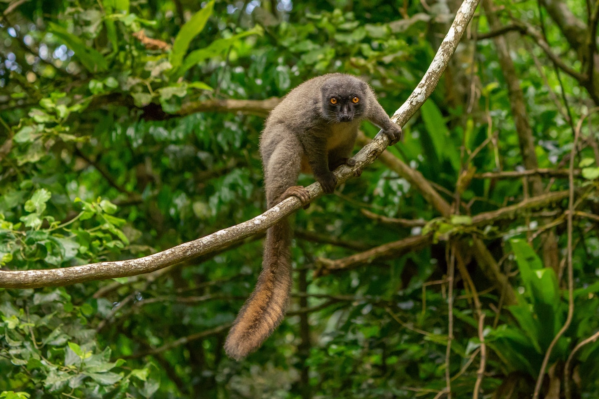 Andasibe-Mantadia National Park: A Haven for Endangered Species in Madagascar - Frayed Passport
