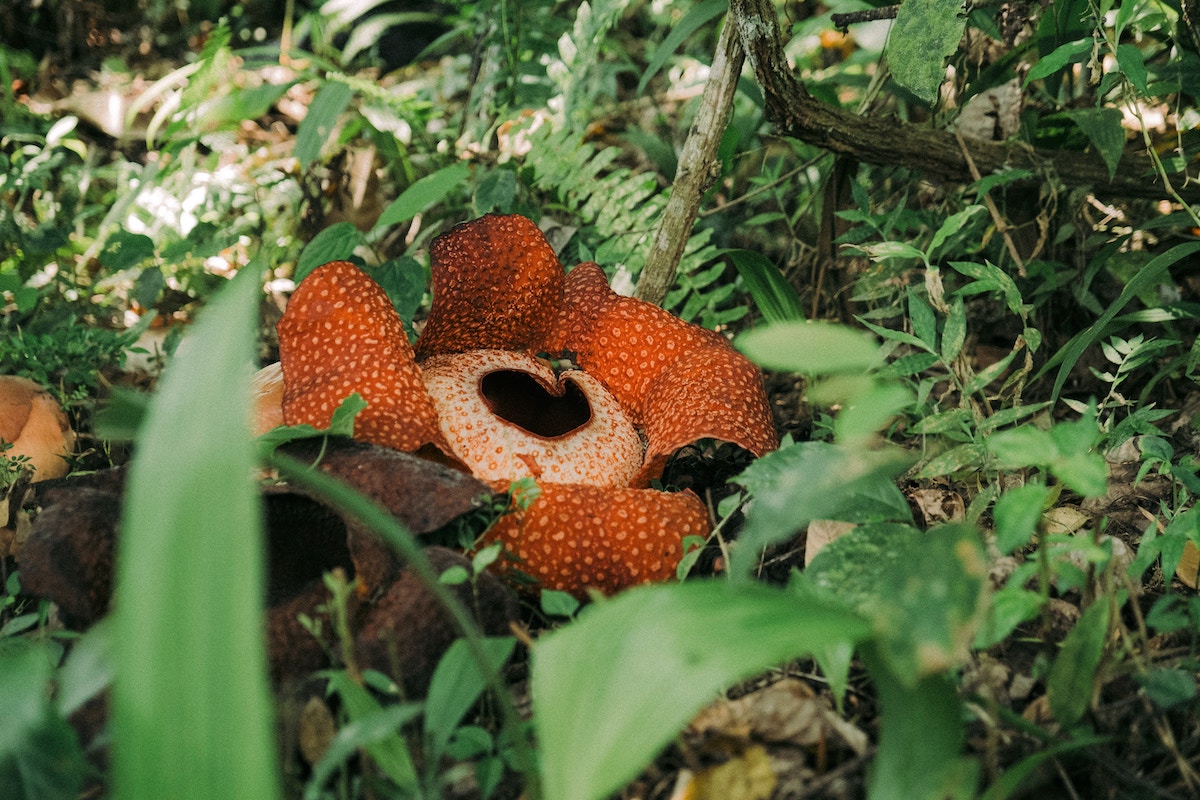 Gunung Mulu National Park in Borneo: Exploring Caves, Mount Mulu & More - Corpse Flower - Frayed Passport