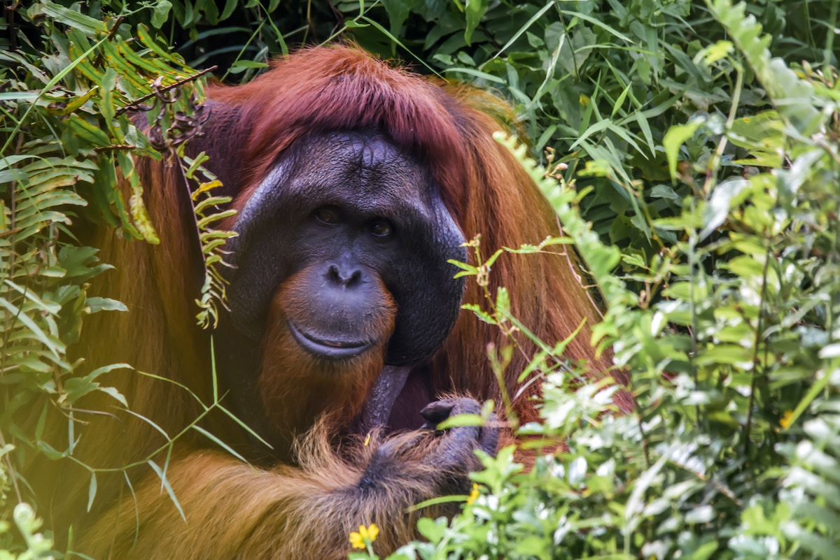Gunung Mulu National Park in Borneo: Exploring Caves, Mount Mulu & More - Orangutan - Frayed Passport