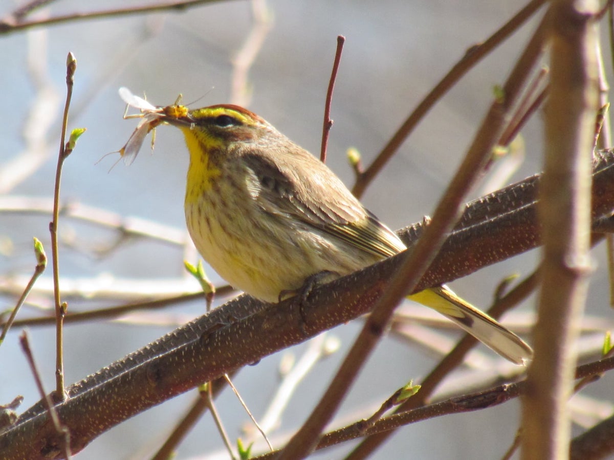 Larger Than Little League: Williamsport and Central PA - Yellow Warbler - Frayed Passport