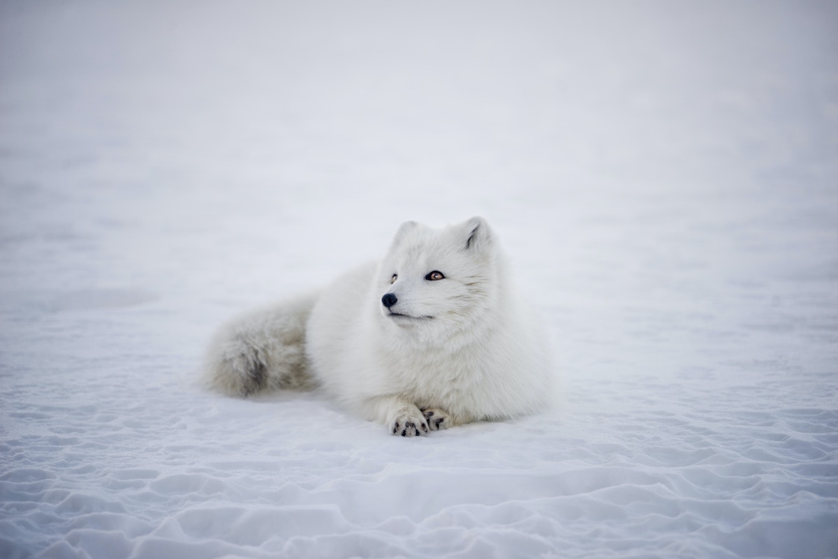 25 Fascinating Animals Living in the World's Harshest Climates & Conditions - Frayed Passport