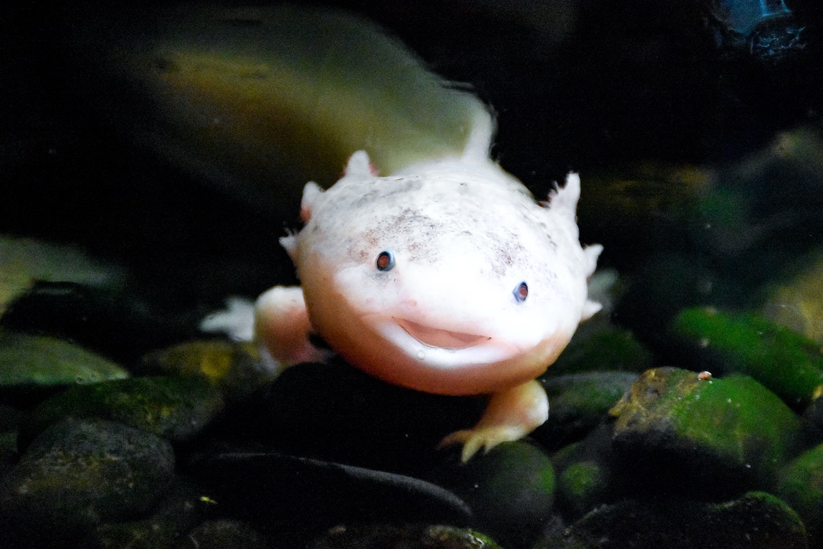 25 Fascinating Animals Living in the World's Harshest Climates & Conditions - Axolotl - Frayed Passport