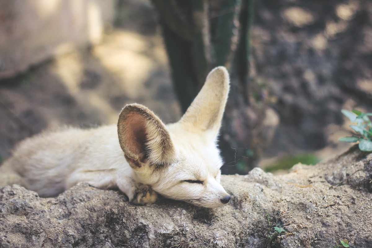 25 Fascinating Animals Living in the World's Harshest Climates & Conditions - Fennec Fox - Frayed Passport