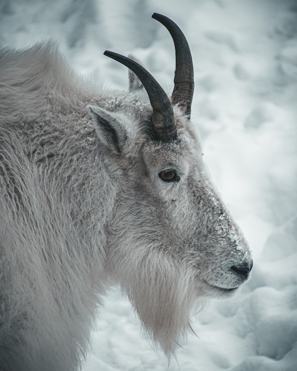 25 Fascinating Animals Living in the World's Harshest Climates & Conditions - Mountain Goat - Frayed Passport