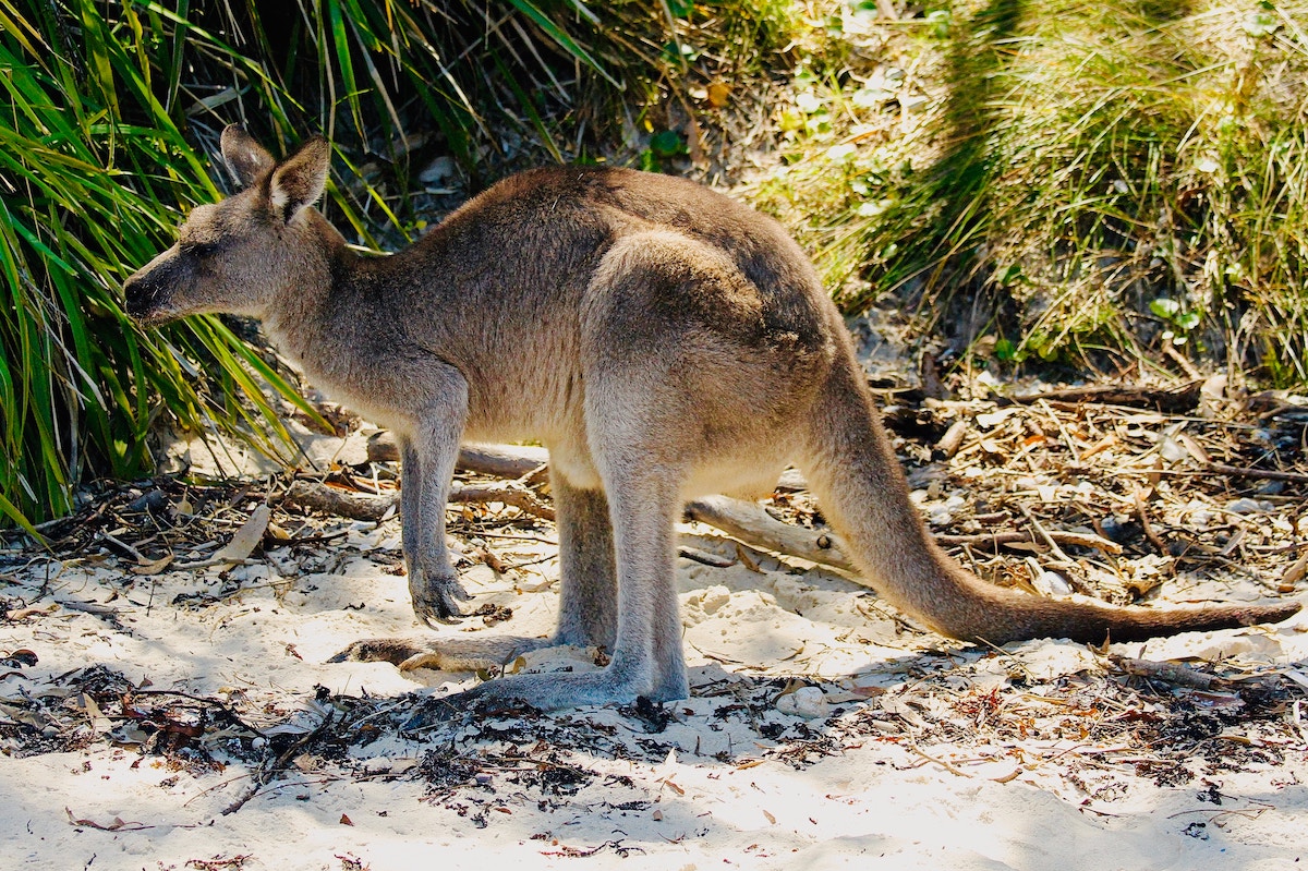 Kangaroo Island: Australia's Zoo Without Fences - Frayed Passport