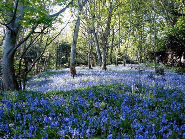 Bluebell Woods - A Day of Walking in Guernsey - Frayed Passport