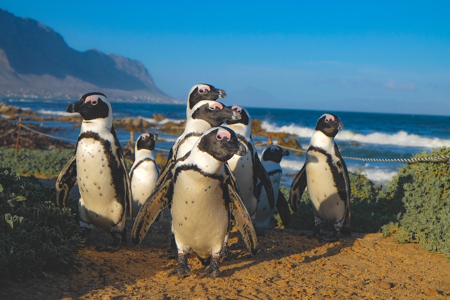 Where to see penguins in South Africa - Betty's Bay - Frayed Passport