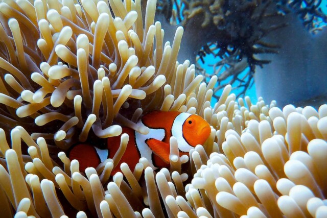 4 Reasons to See the Great Barrier Reef: An Eco-Adventure