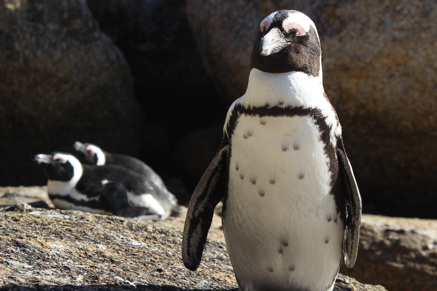 Where to see penguins in South Africa - Boulders Beach - Frayed Passport