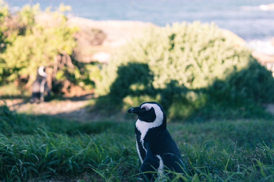 Where to see penguins in South Africa - Dassen Island - Frayed Passport