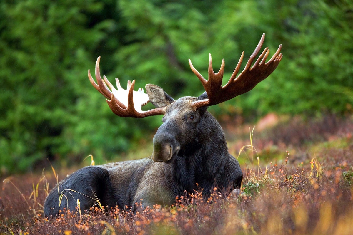 You may see moose at Isle Royale - US National Parks Road Trip - Frayed Passport