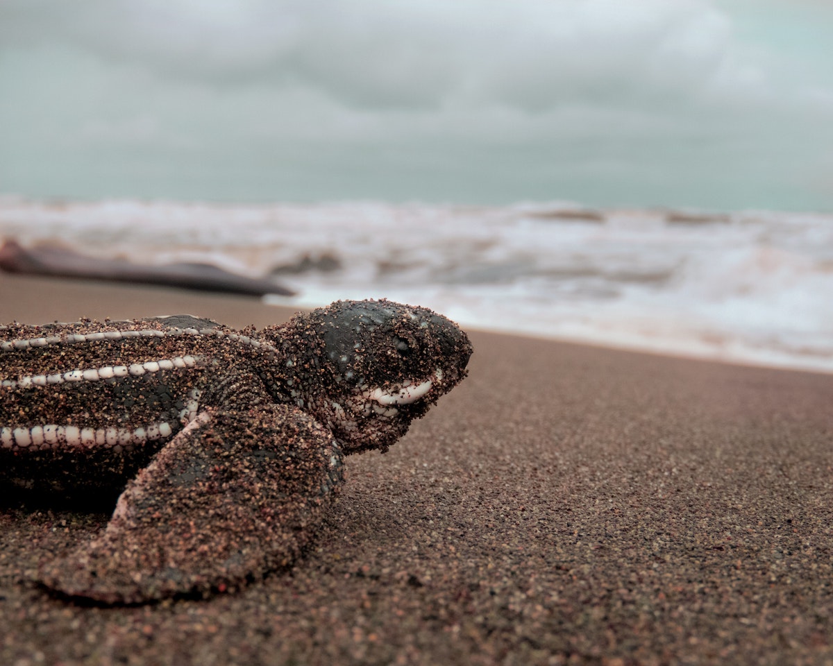 Leatherback sea turtle hatchling - Gandoca Beach in Costa Rica - volunteering in Costa Rica - Frayed Passport