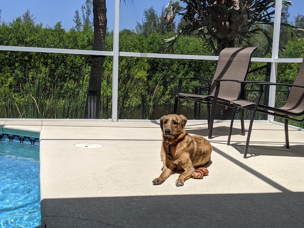 Adopting a dog internationally: Meet Mimi from Peru! - Frayed Passport - Mimi by the pool