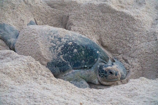 Slapped by a Sea Turtle: Volunteering Abroad in Costa Rica