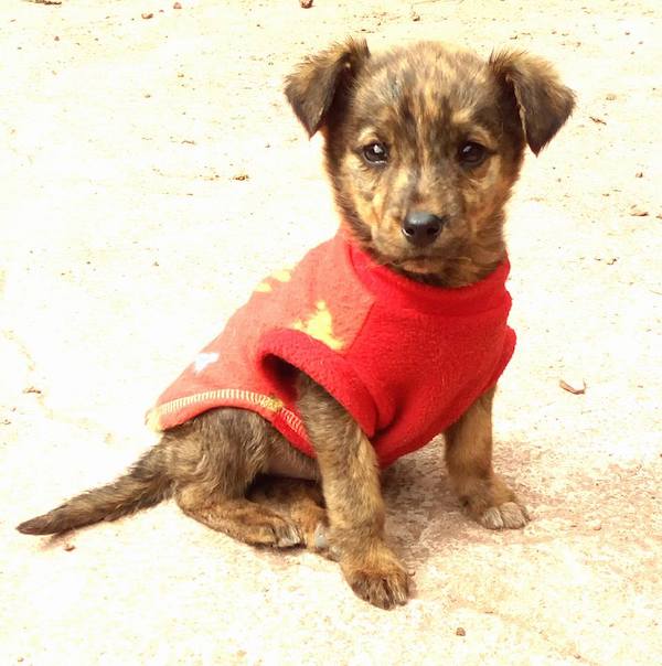 Adopting a dog internationally: Meet Mimi from Peru! - Frayed Passport - Mimi as a puppy in Cusco Peru - Frayed Passport
