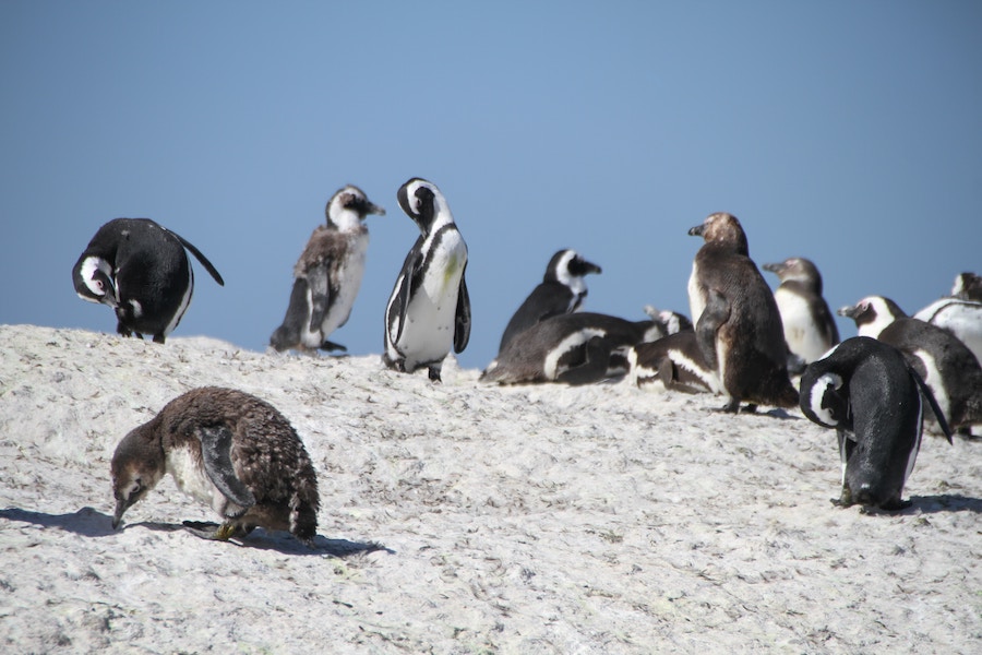 Where to see penguins in South Africa - Dyer Island - Frayed Passport