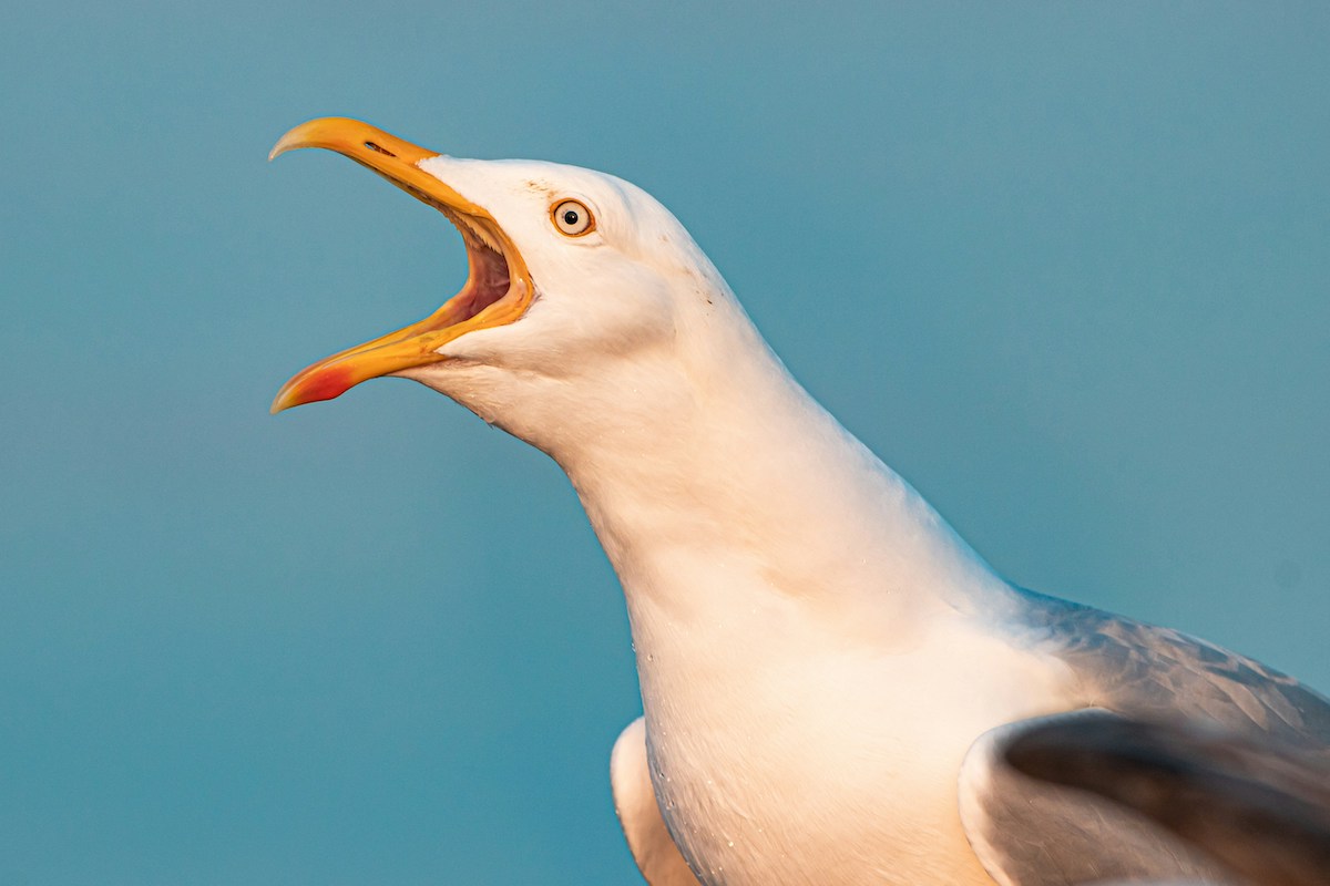 Build a Perfect Ice Cream Cone and We'll Tell You Which Seagull Is Going to Steal It - Frayed Passport