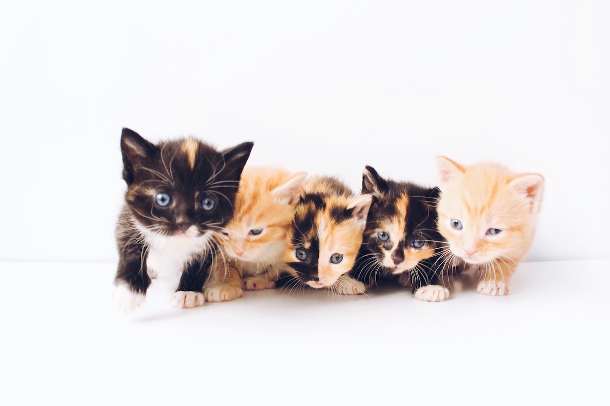 Choose Between These Cute Kittens and Learn About Your Travel Style - Frayed Passport