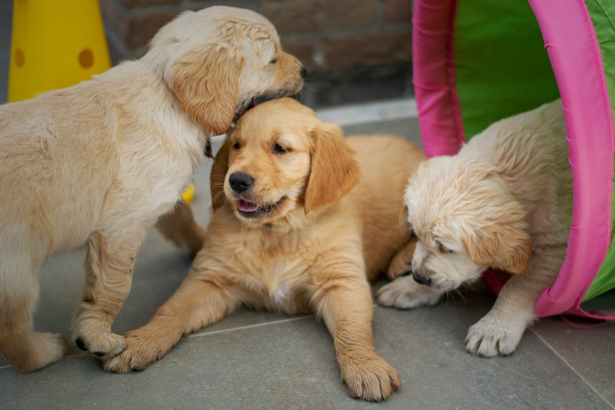 Choose Between These Cute Puppies and Learn About Your Travel Style - Frayed Passport