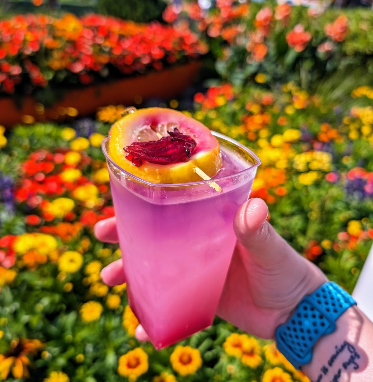 EPCOT International Flower & Garden Festival 2024: Bonsai, Butterflies & Tons of Fun - Hibiscus Lemonade Cocktail - Frayed Passport