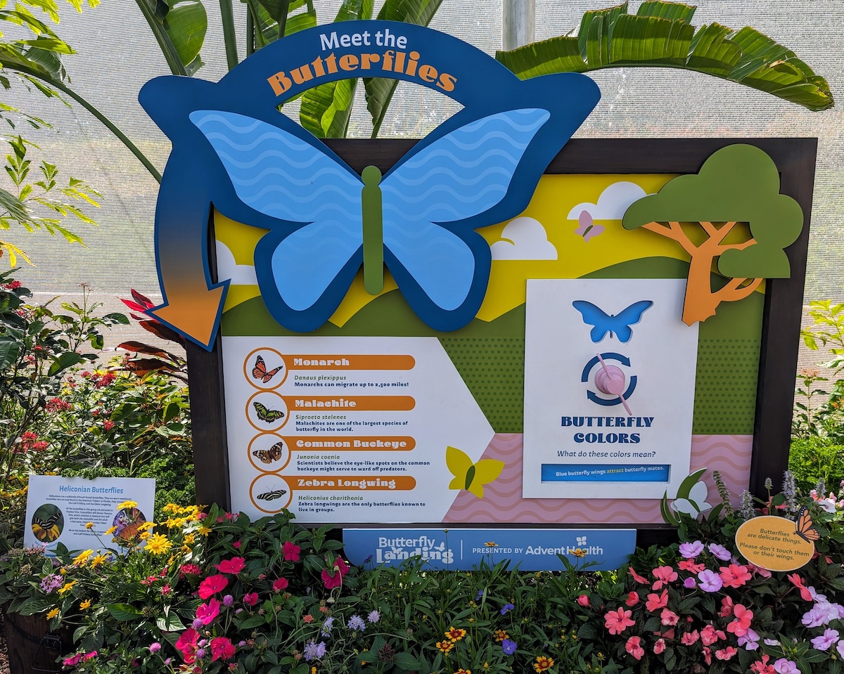 EPCOT International Flower & Garden Festival 2024: Bonsai, Butterflies & Tons of Fun - Information about the Types of Butterflies - Frayed Passport