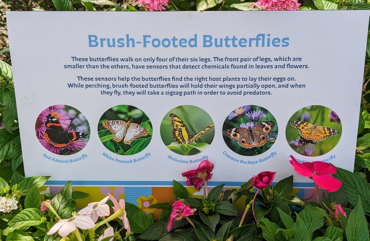 EPCOT International Flower & Garden Festival 2024: Bonsai, Butterflies & Tons of Fun - Brush-Footed Butterflies - Frayed Passport