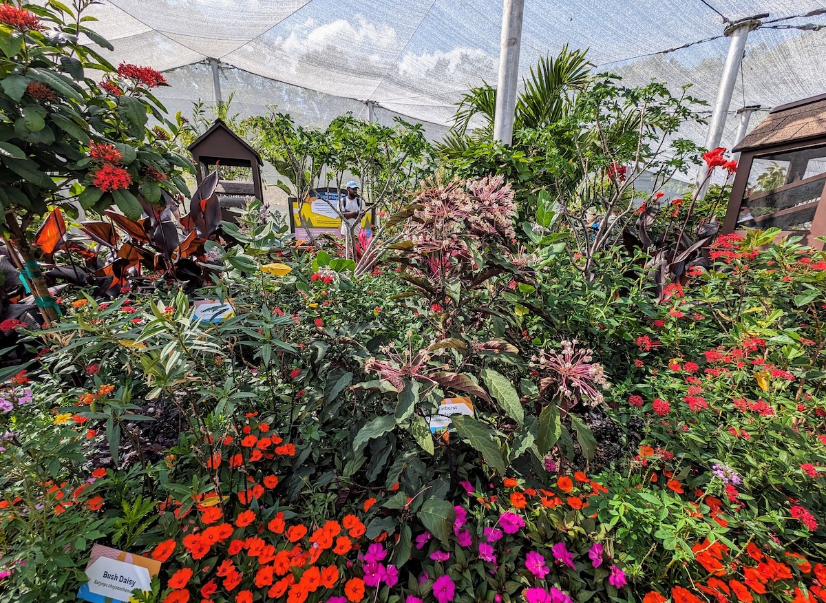 EPCOT International Flower & Garden Festival 2024: Bonsai, Butterflies & Tons of Fun - Butterfly Garden - Frayed Passport
