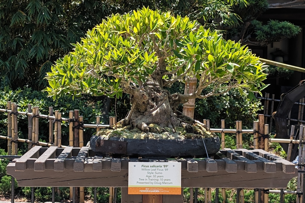 EPCOT International Flower & Garden Festival 2024: Bonsai, Butterflies & Tons of Fun - Ficus salicaria 89 - willow leaf ficus - Frayed Passport