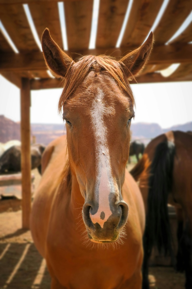 Horseback Riding in Monument Valley: Navajo Trail Rides & Tours - Frayed Passport - Horsie!