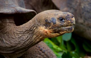 Plants and Animals of the Galapagos Islands: A World Wonder of Diversity - Frayed Passport